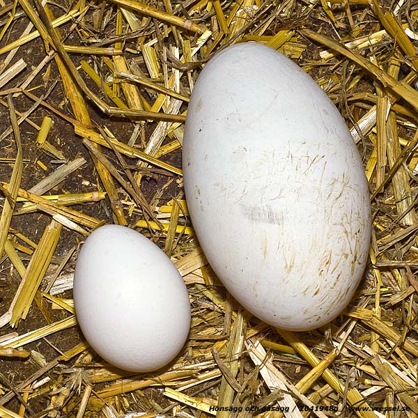 H&ouml;ns&auml;gg och g&aring;s&auml;gg.