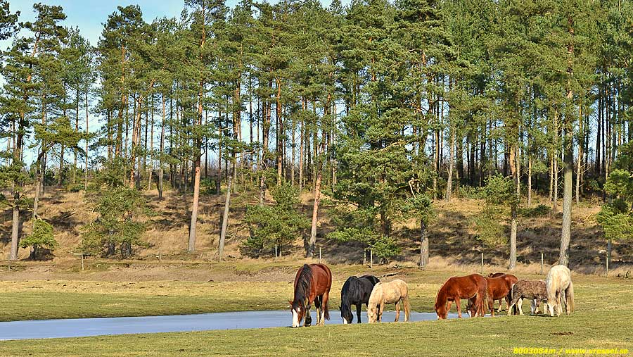 H&auml;star i Vressel.