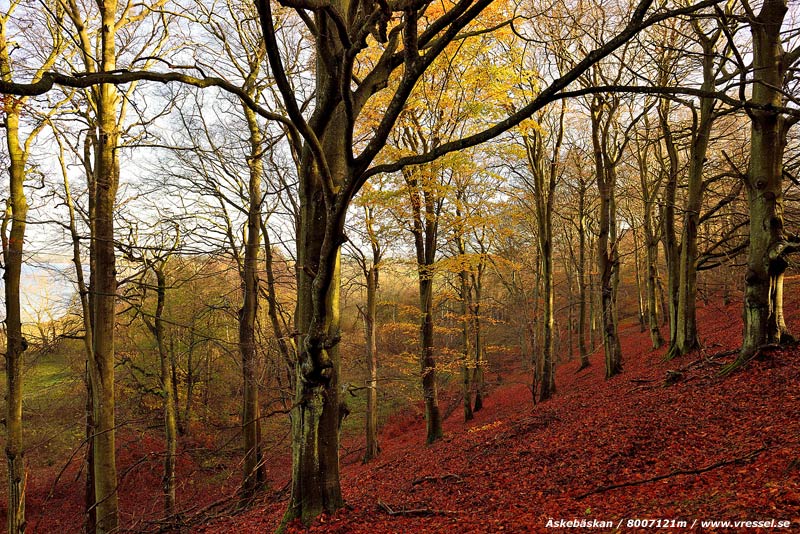 &Auml;skeb&auml;skan