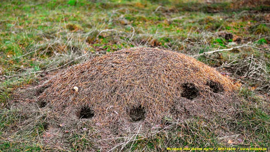Myrstack efter bes&ouml;k av elaka djur.