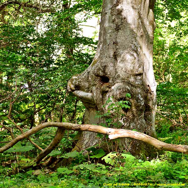 Ett tr&auml;d i &Ouml;ved.